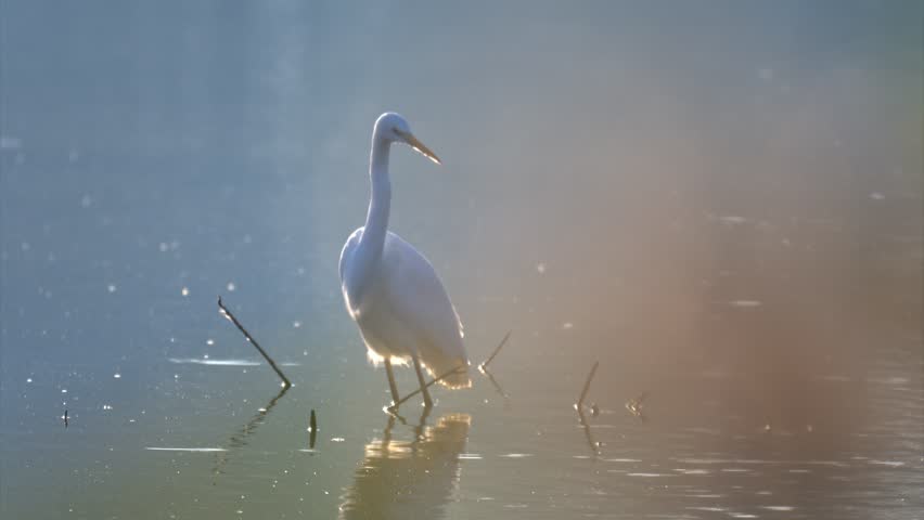 Egret standing still in the water during sunrise, patiently waiting for fish to appear.