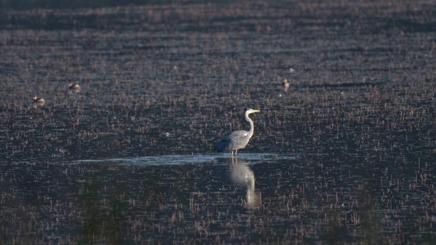 A grey heron waits in the water during early morning light, watching for fish to catch.