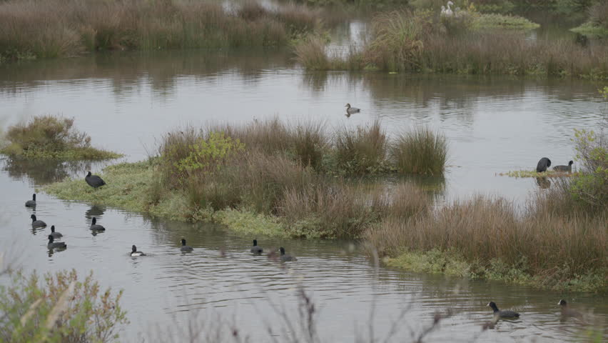 Flock of eurasian coots swimming and relaxing in a tranquil marsh during a misty day. Natural wildlife habitat with aquatic birds