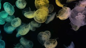 Moon jellyfish gracefully drifting in the dark ocean with bioluminescent glow - Powered by Shutterstock - Get 15% off with code: PIKWIZARD15