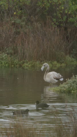 Slow motion footage of a young grey flamingo walking in the shallow water of a marsh, with american coots swimming nearby