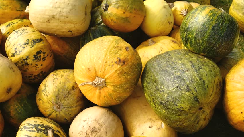 Pile of fresh squashes, gourds, and pumpkins in natural setting