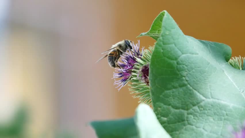 Honeybee gathering pollen from a purple burdock flower in a natural environment