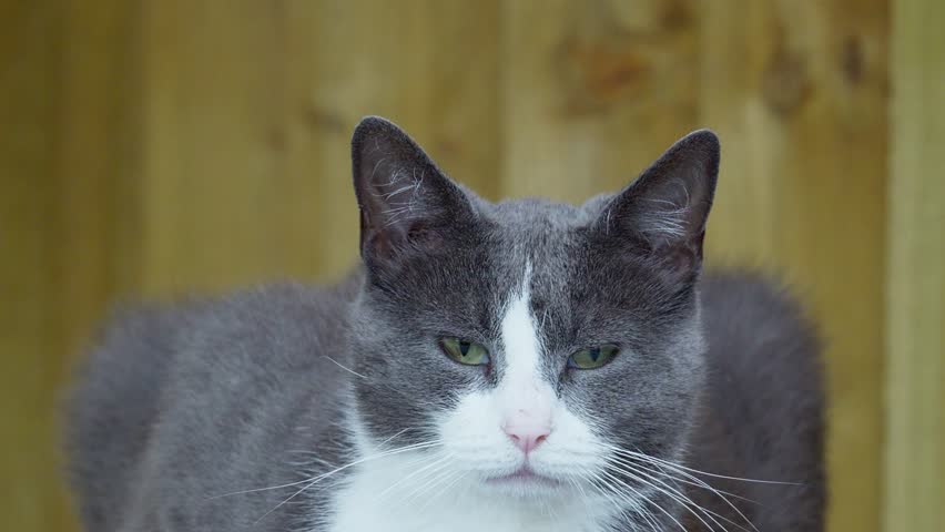 Grey and white domestic cat with green eyes.