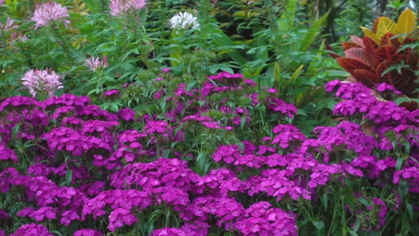 Vibrant purple dianthus flowers blooming in a lush green garden landscape scene