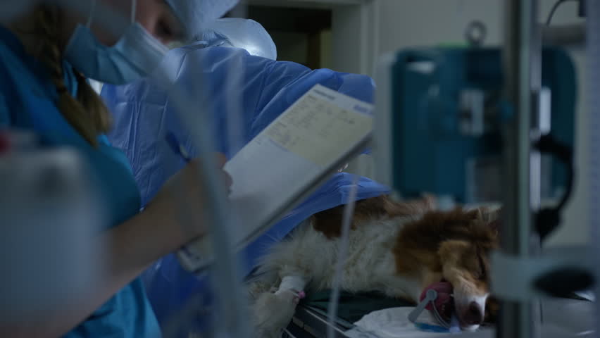 Busy veterinarians during dog operation in a vet surgery room, surgeon stitching a wound, an anesthetist monitoring patient and writing record.