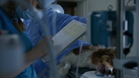Busy veterinarians during dog operation in a vet surgery room, surgeon stitching a wound, an anesthetist monitoring patient and writing record. - Powered by Shutterstock - Get 15% off with code: PIKWIZARD15