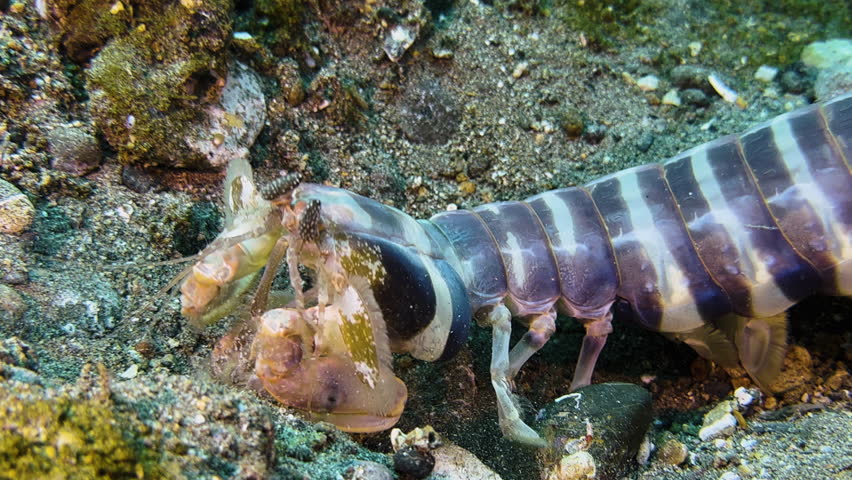 Large Zebra Mantis shrimp exposed on sandy bottom with some rubble. The predator has its raptorial claws folded and watches surroundings attentively.