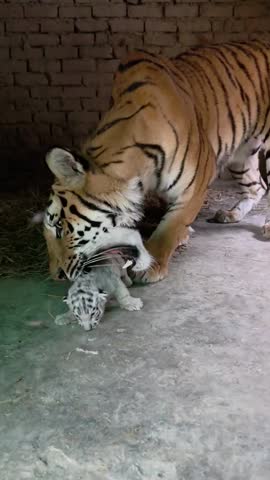 tiger and cub in zoo enclosure