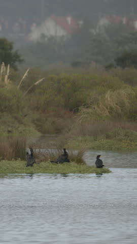 Group of double crested cormorants resting and preening on the shoreline of a foggy wetland. The birds interact before flying away