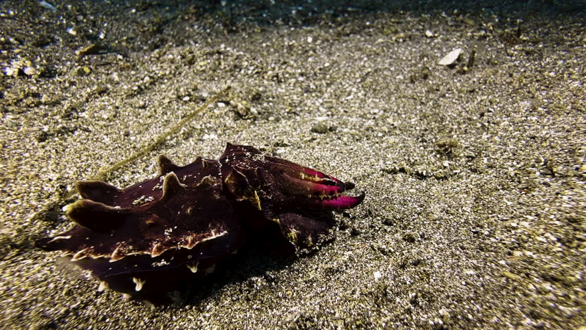Flamboyant cuttlefish moves slowly across the sandy seabed, its body a muted color. It slowly extends its sticky tongue and quickly retracts it, catching a small fish.