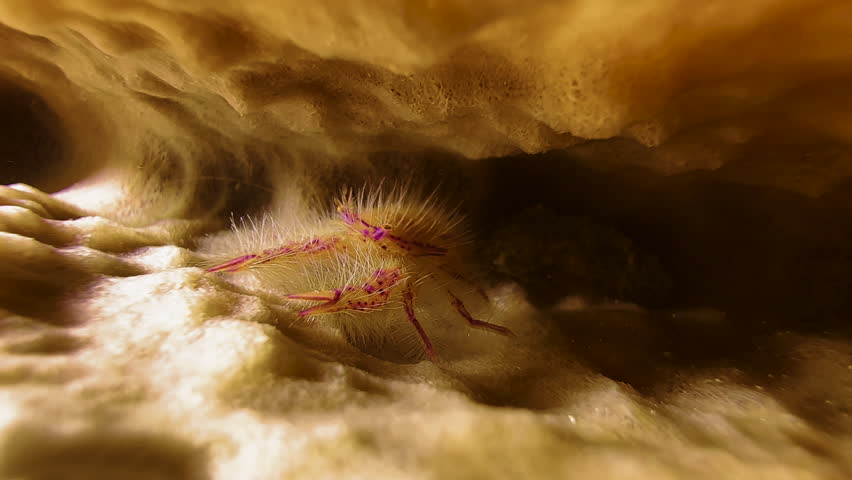 A pink Hairy Squat lobster sits between the folds of a giant barrel sponge, trying to grab the passing plankton with its pincers. The scene looks like being in a stalactite cave.