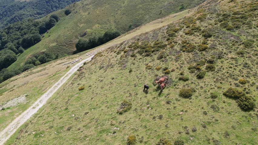 An aerial view of a small group of horses grazing on a steep, mountain hillside, with dirt pilgrimage trail winding upwards on the Camino de Santiago