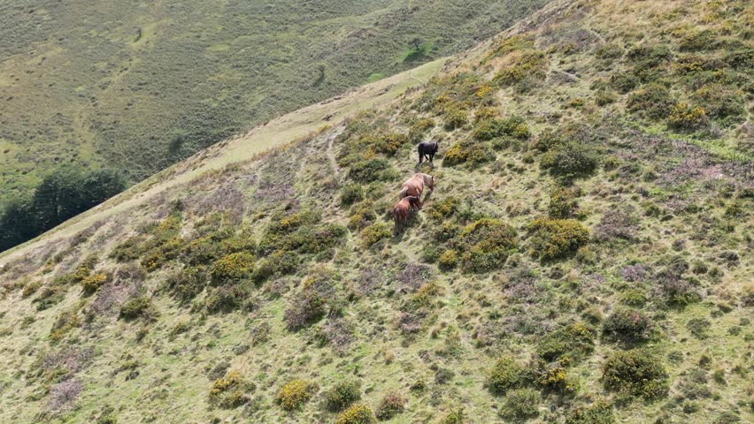 An aerial view of a small herd of brown and black horses grazing and climbing a steep, green hillside along the Camino de Santiago trail in France