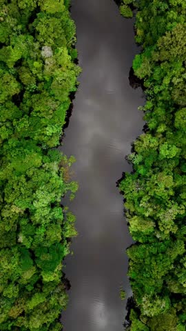 A vertical drone shot flying slowly above the Amazon River surrounded by dense rainforest canopy in Peru