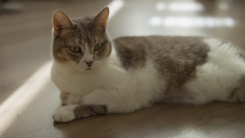 Calm cat with green eyes resting on a hardwood floor in natural light, appearing peaceful and comfortable in a home setting.