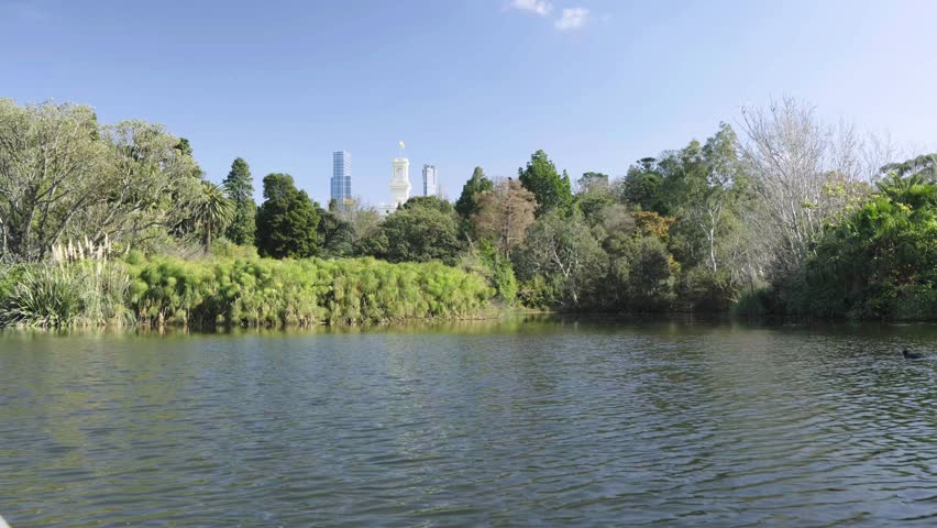 An urban park lake, with a black water bird swimming against the wind and the water ripples. some trees and distant city buildings under blue skies in the background. a 4K video clip.