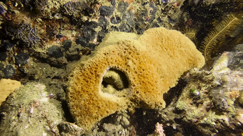 A large Sponge crab walks towards camera over a coral structure. It is Dr. Haan's sponge crab with white pincers and a dome-shaped carapace. The sponge on its back has a hole in the middle.