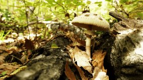 Low ground-level cinematic shot of a Macrolepiota procera mushroom growing between two tree trunks in an autumn oak forest, with slow camera movement and gently swaying grass. - Powered by Shutterstock - Get 15% off with code: PIKWIZARD15