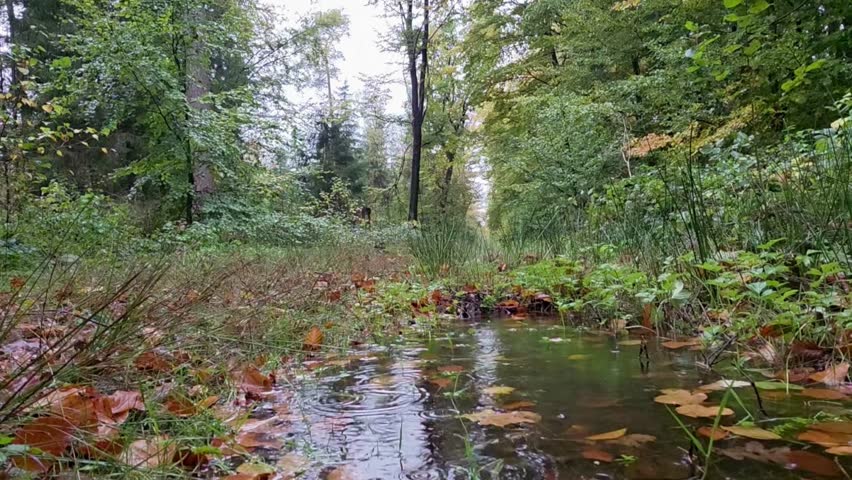 Puddle on a forest path with surrounding autumn leaves, rainy mood, autumn forest in the rain near 27798 Hude, Lower Saxony, Germany