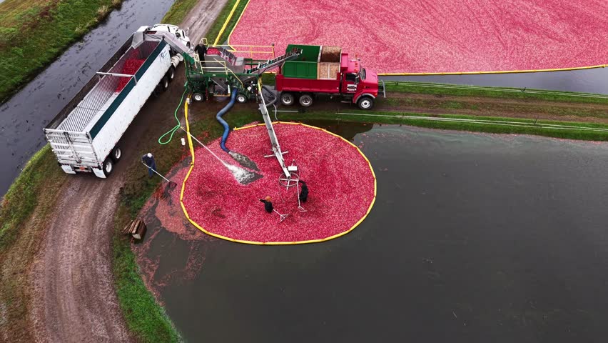 A Wisconsin cranberry bog is being harvested in the fall.