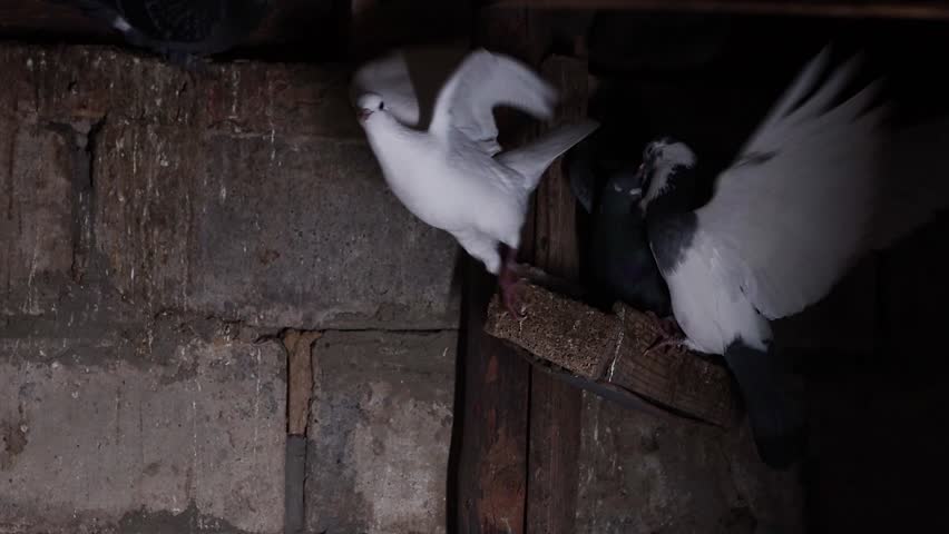 White Dove Fluttering Wings While Trying to Land on Perch in Dark Indoor Setting, Slow Motion
