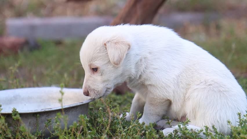 Small White Puppy Drinking Water from Metal Bowl on Grass Outdoors
