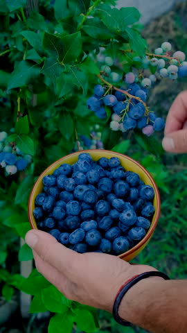 Blueberry harvest in the hands of a farmer. Selective focus. food,