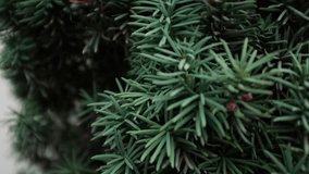 Christmas tree pine tree closeup slow motion video. Needles fir. Evergreen pine tree forest.  - Powered by Shutterstock - Get 15% off with code: PIKWIZARD15