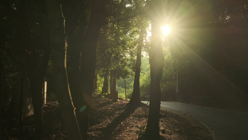 A Cinematic Backlit Shot of a Forest Interior, with Sunbeams Piercing Through the Leaves, Capturing a Quiet, Serene, and Relaxing Afternoon Moment (ProRes 422)