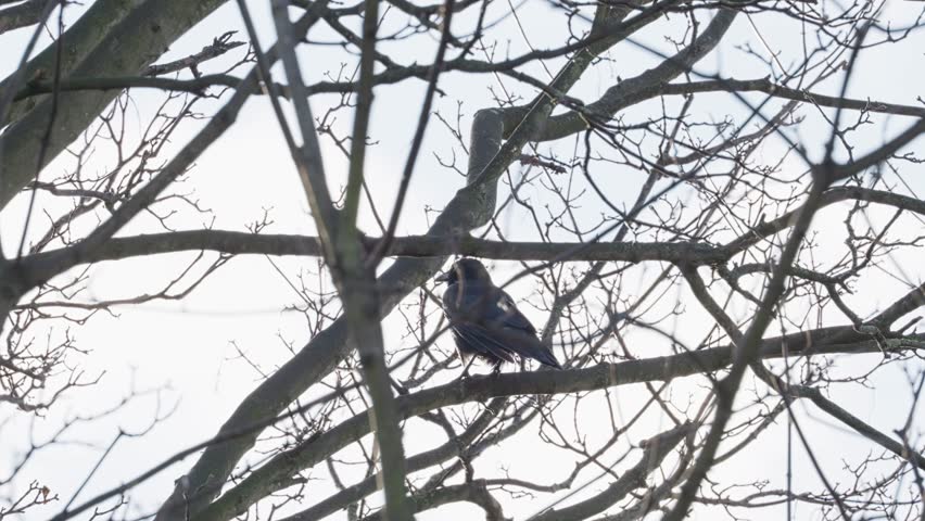 Black bird, rook or crow sitting on a branch high up in a tree