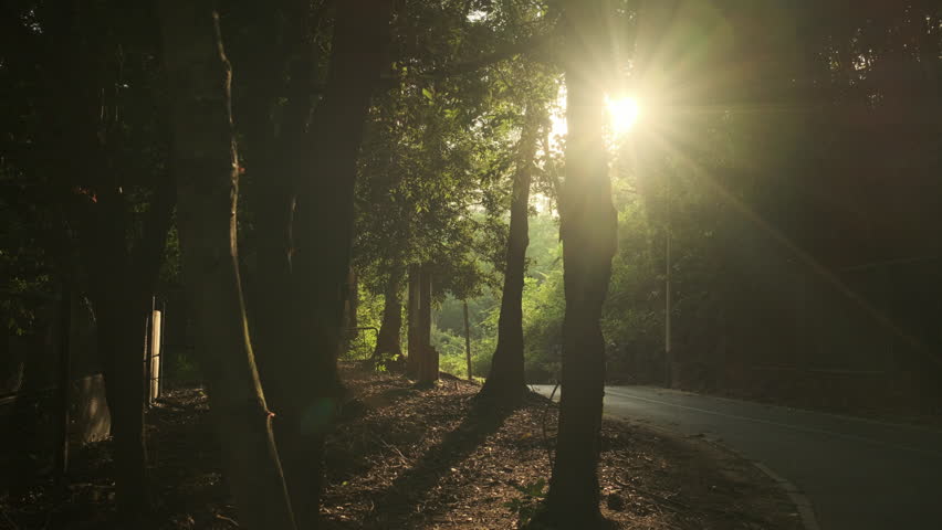 A Cinematic Backlit Shot of a Forest Interior, with Sunbeams Piercing Through the Leaves, Capturing a Quiet, Serene, and Relaxing Afternoon Moment (ProRes 422)