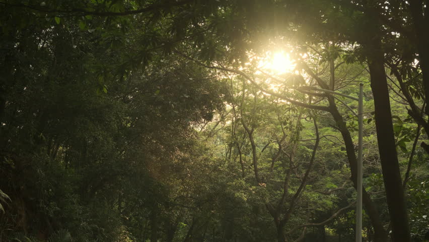 A Cinematic Backlit Shot of a Forest Interior, with Sunbeams Piercing Through the Leaves, Capturing a Quiet, Serene, and Relaxing Afternoon Moment (ProRes 422)