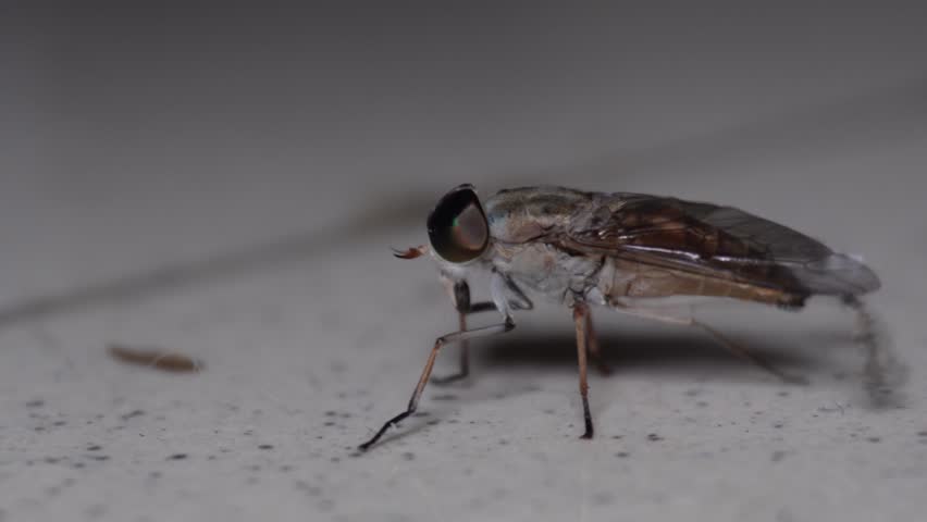 Horsefly Portrait Macro CloseUp of a Bloodsucking Insect.