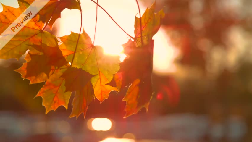 Colorful autumn leaves glow in sunset light near the serene lake