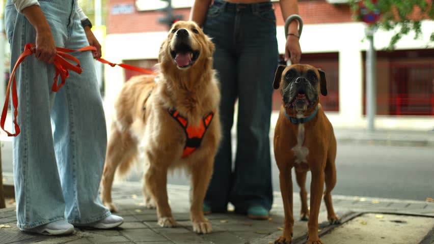 Two people walking their dogs, a golden retriever and a boxer, waiting at a crosswalk. The pets look around patiently on a sunny day