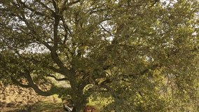4K Drone: Majestic Old Tree  Rustic Farmhouse. A giant, ancient tree dominates the sunny, rural landscape next to a traditional, solitary farmhouse. Symbolizes heritage, peace, and countryside life - Powered by Shutterstock - Get 15% off with code: PIKWIZARD15