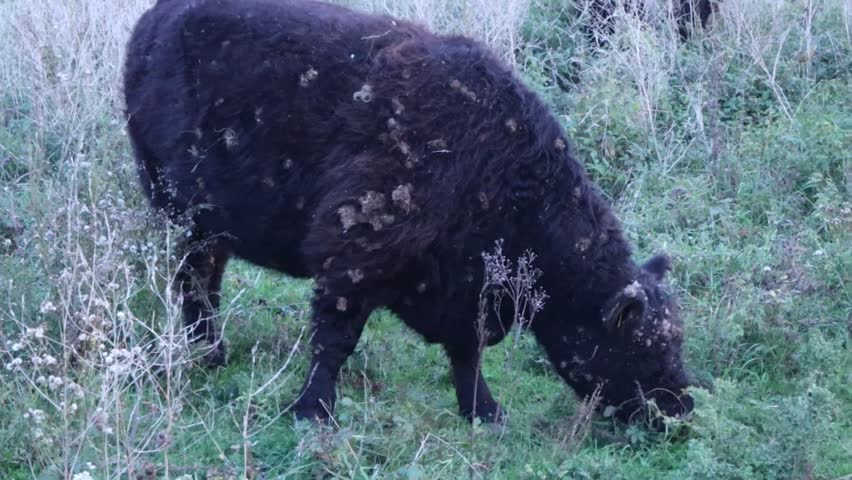 Cow in a field in Arnhem the Netherlands