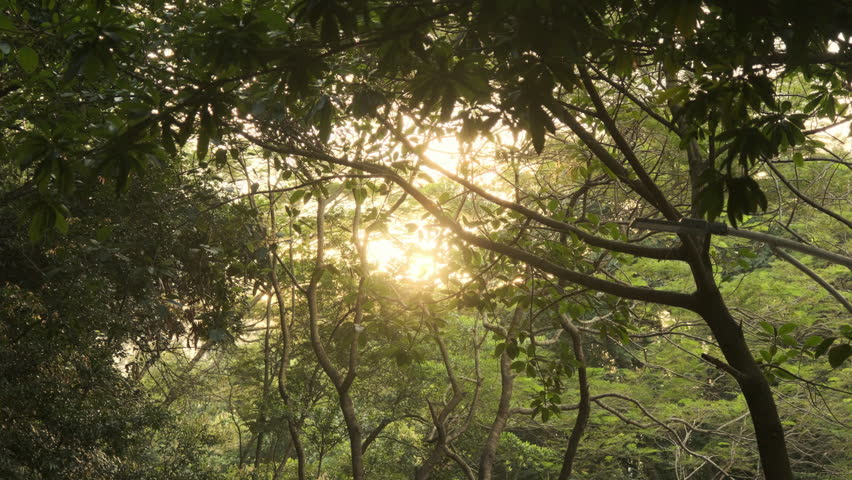 A Cinematic Backlit Shot of a Forest Interior, with Sunbeams Piercing Through the Leaves, Capturing a Quiet, Serene, and Relaxing Afternoon Moment (ProRes 422)