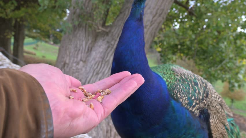 Indian peacock (Pavo cristatus) eating seeds from the photographer