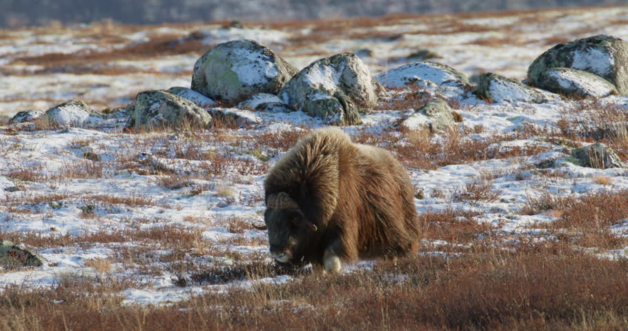 Cinematic Wind and Light Over Grazing Musk Ox in the Arctic Highlands