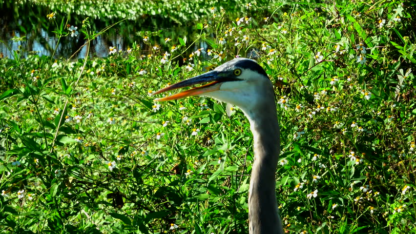 Great Blue Heron in the wild. close up