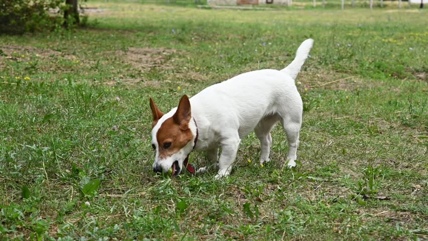 Jack Russell Terrier runs after a thrown ball. White and brown dog is sniffing the grass. The dog is looking for something to eat