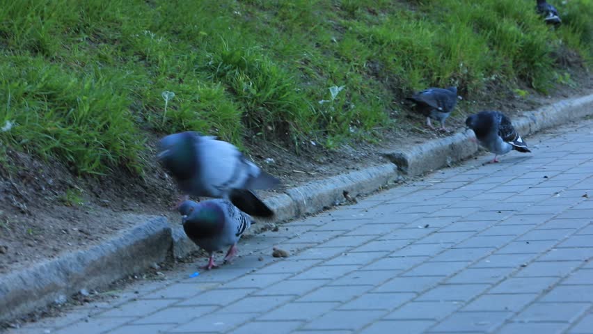Pigeons walk along the city streets, talking to each other.