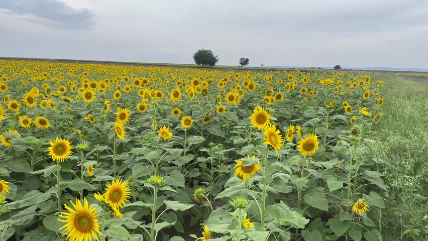 Vast Blooming Sunflower Field Under Cloudy Sky Landscape