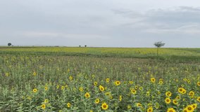 Sunflower Field Beside Water Pond and Countryside Road Landscape - Powered by Shutterstock - Get 15% off with code: PIKWIZARD15