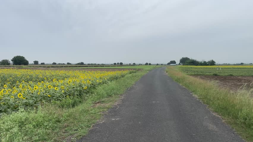 Vast Blooming Sunflower Field Under Cloudy Sky Landscape