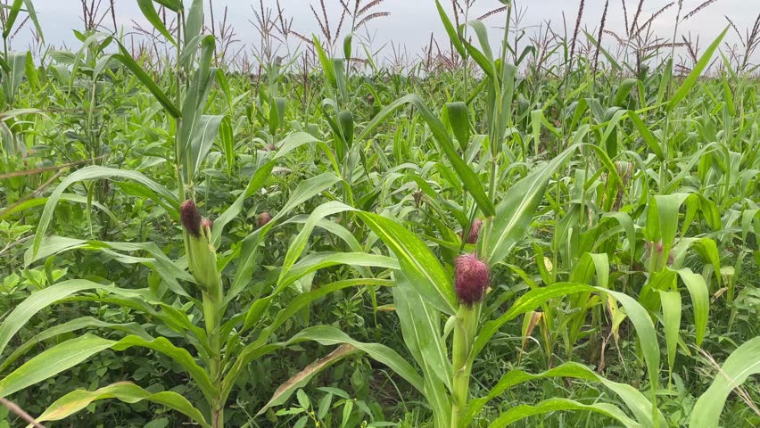 Fresh Corn Field with Growing Maize Plants and Silk Ears in Farmland