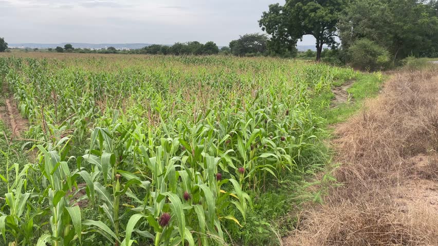 Fresh Corn Field with Growing Maize Plants and Silk Ears in Farmland