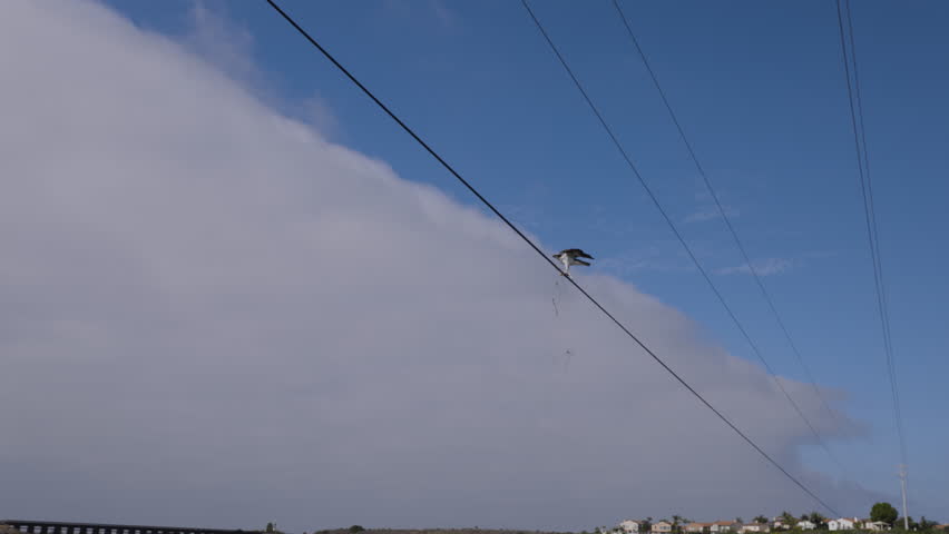 Cinematic slow-motion shot of a bald eagle perched on a power line over the bay, taking flight while carrying a fish in its talons with houses, a bridge, and clouds in the background.